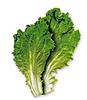 Click image for larger version

Name:	lettuce.jpg
Views:	148
Size:	18.9 KB
ID:	182