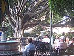 People hanging out under a tree in the central plaza