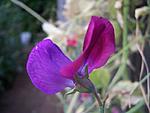 Nice purple colors.