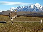 Puno - Perú 
 
Suri o Ñandu, ave nativa del Altiplano. 
Suri or Ñandu, native bird from Altiplano.