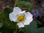 A strawberry bloom.  This is a regular strawberry that you can eat.