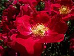 These are actually wild roses, that's why they don't look very big.