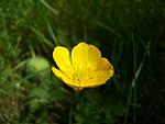 A buttercup