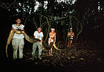 Boa or Anaconda in peruvian jungle.