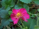 Wild strawberry bloom.  These are strawberry plants, or near cousins to the strawberry, because they look exactly the same, except for the pink...