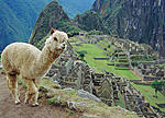 Cusco - Perú 
 
Alpaca posando en Machupicchu. 
Alpaca posing in Machupicchu.