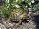 Tortugalinda's Avatar