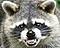 Mapache's Avatar