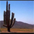 Cactus's Avatar