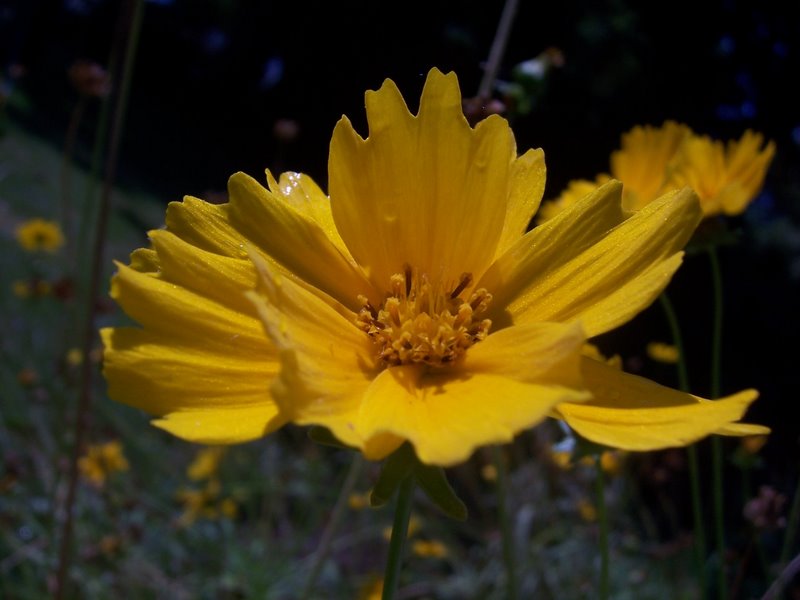 Alguna flor.  I think it's some kind of daisy.