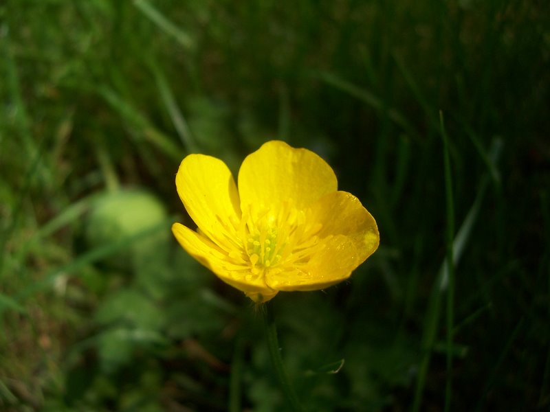 A buttercup
