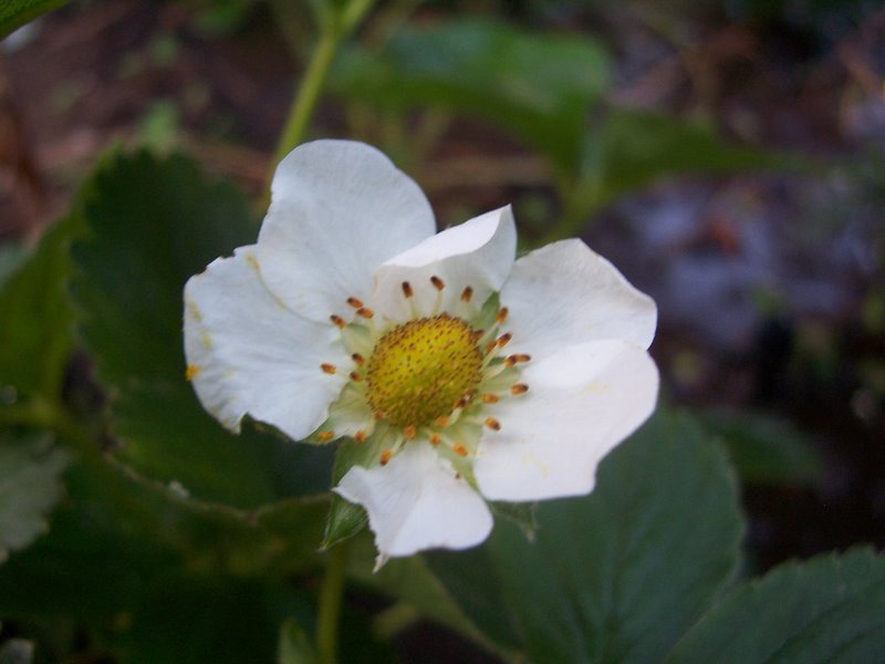 A strawberry bloom.  This is a regular strawberry that you can eat.