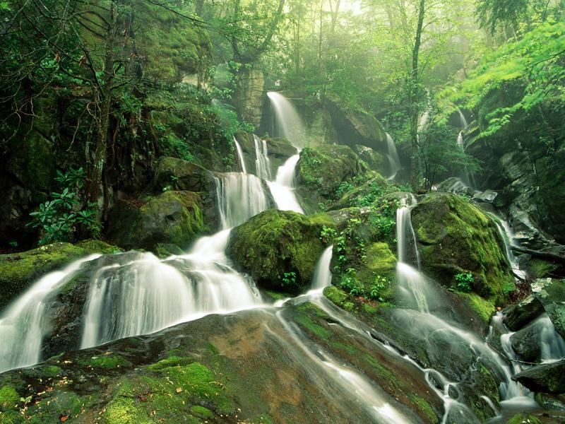 El bosque:)