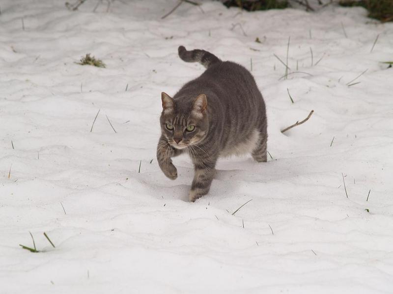 un gato en la nieve