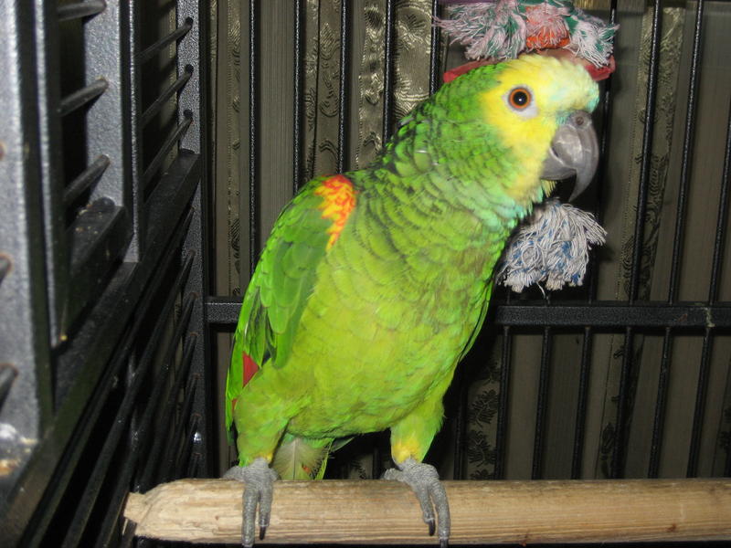 Es mi pajarito, pienso que el destello le asustaba