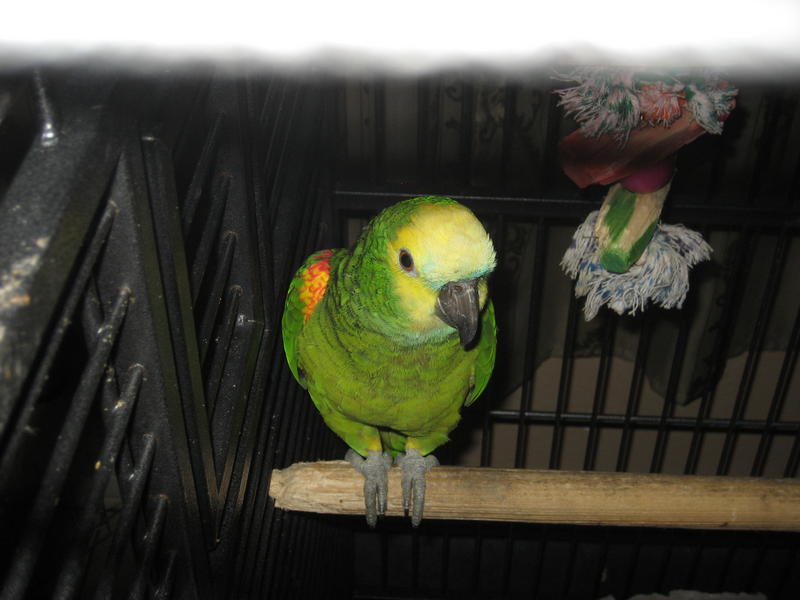 Una más vez mi pajarito