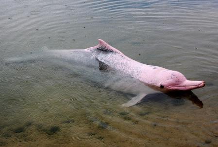 Bufeo o delfín rosado de río
Vive en los ríos de la selva, en la selva peruana se cuenta la leyenda de que los bufeos por las noches toman forma humana y enamoran a las jovenes.

The Amazon pink river dolphin
In the peruvian jungle there is a story about these dolphins that in the night take human form and flirt with young ladies.