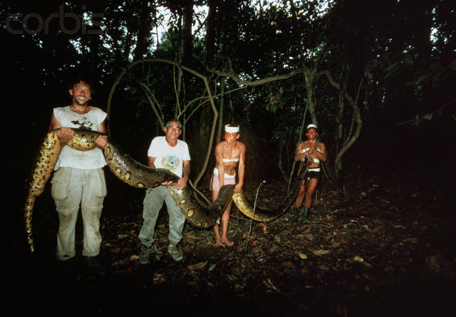 Boa or Anaconda in peruvian jungle.