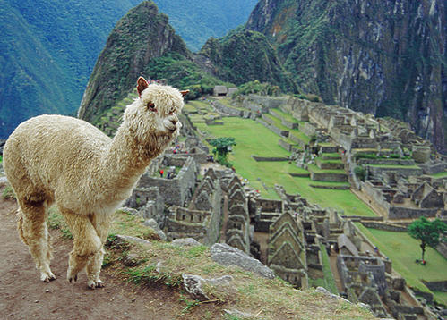 Cusco - Perú

Alpaca posando en Machupicchu.
Alpaca posing in Machupicchu.