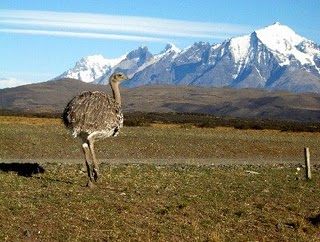 Puno - Perú

Suri o Ñandu, ave nativa del Altiplano.
Suri or Ñandu, native bird from Altiplano.