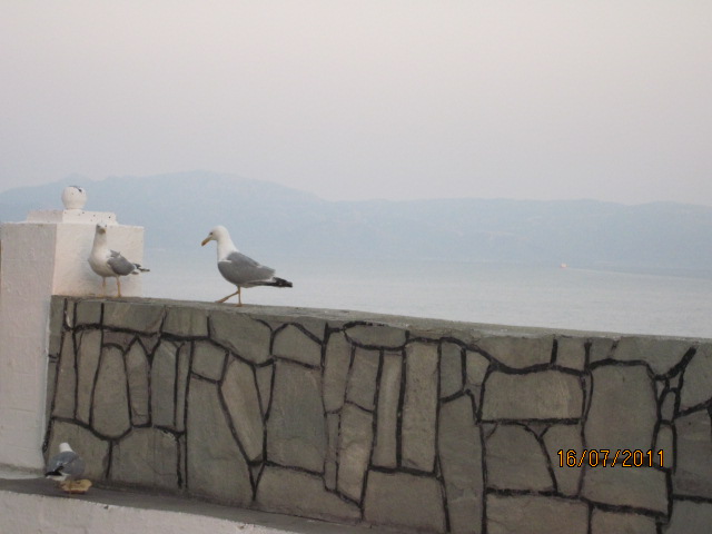 kavaglaroi