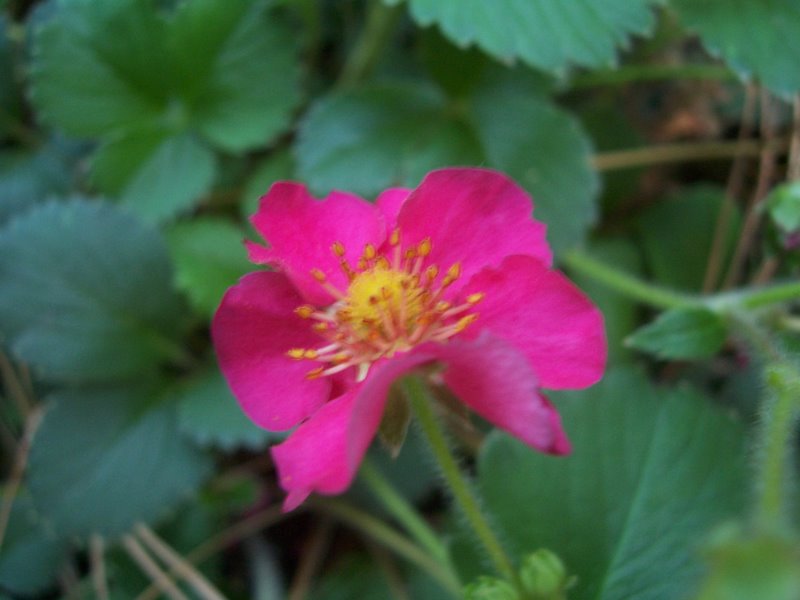 Wild strawberry bloom. These are strawberry plants, or near cousins to the strawberry, because they look exactly the same, except for the pink blooms, and the fact that they don't product strawberries.